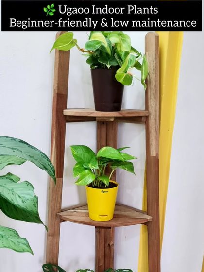 Sushma Reddy - Gardening Product Sourcing & Reviews My Trusted Plant & Seed Sources photo 10