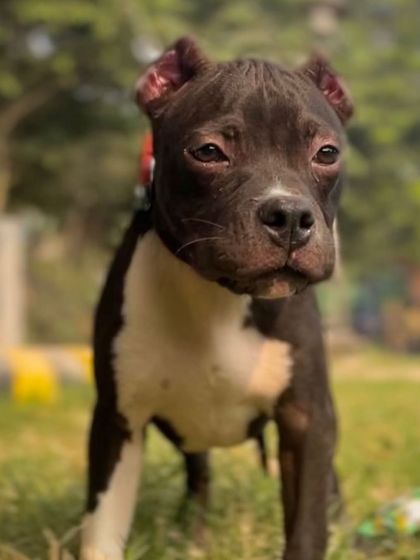 The serious and thoughtful look of a young American Bully.