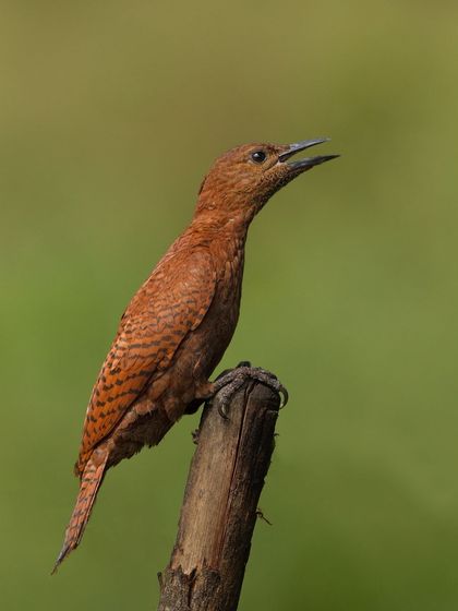 A Rufous Woodpecker calling from its perch. This species is known for its association with ants' nests.