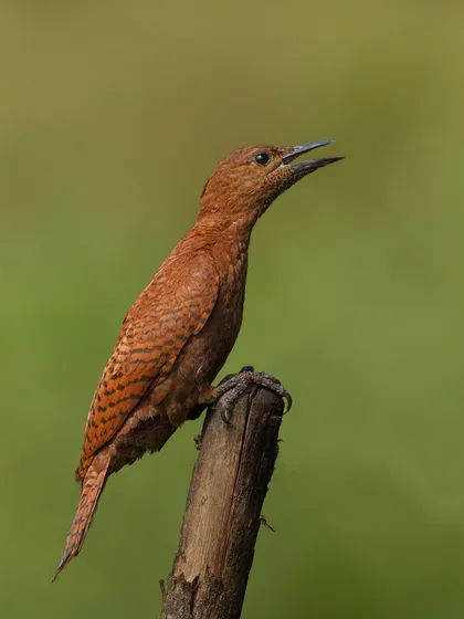 A Rufous Woodpecker calls from its perch on a dead stump. The uniform reddish-brown color of this woodpecker is quite distinct.
