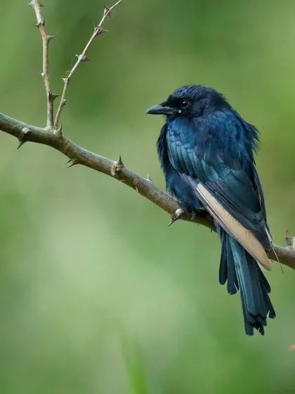 A Fork-tailed Drongo, also known as the Black Drongo, rests on a thorny branch. Its glossy black feathers and distinctive forked tail are clearly visible.
