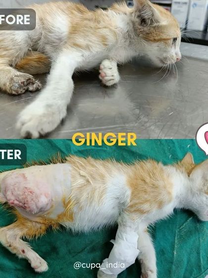 Cupa - Emergency Animal Rescue & Treatment Cat Rescue & Recovery Stories photo 9