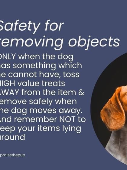 For safety, only remove an object when absolutely necessary. If you must, toss high-value treats AWAY from the item and remove it when the dog moves to get the treats. Management, like keeping items put away, is your best tool.