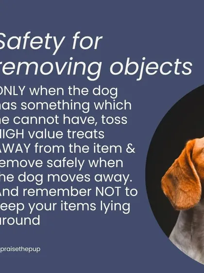 For safety, only remove an object when absolutely necessary. If you must, toss high-value treats AWAY from the item and remove it when the dog moves to get the treats. Management, like keeping items put away, is your best tool.