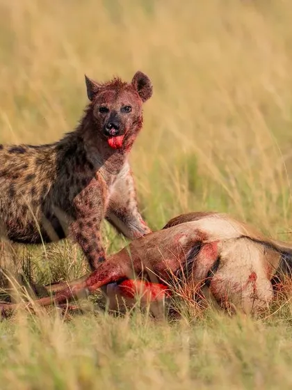 The blood-soaked hyena stands over its kill. After 20 minutes of agony, the wildebeest finally breathed its last.