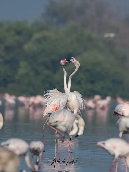 The courtship dance continues, with the two flamingos creating a beautiful display of affection amidst the larger flock.
