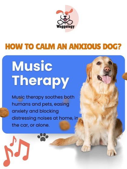 Music therapy is a wonderful tool for calming an anxious dog. As this graphic explains, soothing music can ease anxiety and block out distressing noises at home, in the car, or when your dog is alone.