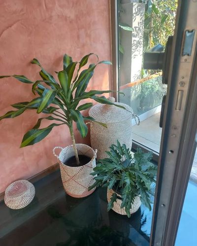 Indoor Plant Styling