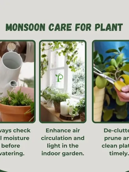 I provide ongoing support to ensure your plants thrive. This includes sharing helpful tips, like this guide for monsoon plant care, covering watering, air circulation, and pruning.