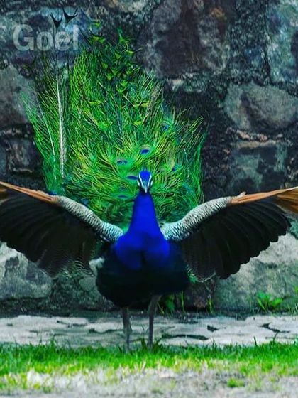 The landing of this peacock reminds me of the mythological bird Garuda, the carrier of Lord Vishnu. With its wings spread and new feathers shining, it looks truly wonderful. This is how the peacock shows its grace and power, even in a simple act like landing.