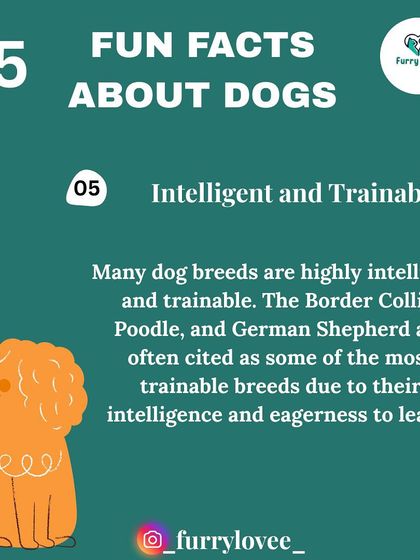 Fun fact about dogs: Many breeds like Border Collies and German Shepherds are incredibly intelligent and trainable. Their eagerness to learn makes our job rewarding.