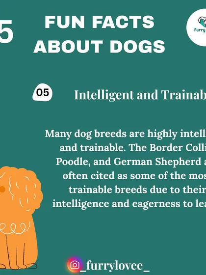 Fun fact: Many dog breeds like Border Collies, Poodles, and German Shepherds are highly intelligent and eager to learn, which makes them very trainable.