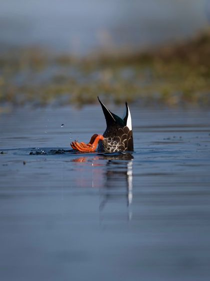 A Northern Shoveler duck takes a dive for food, with only its tail and bright orange feet visible. This playful image, along with the Hindi poem I wrote for it, captures the feeling of finding relief from the intense summer heat.