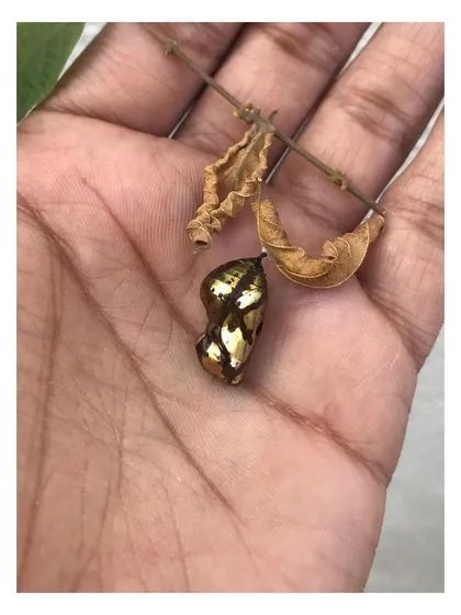 The delicate chrysalis held in hand, showcasing its small scale yet significant structural complexity. This inspires me to create designs that are detailed and thoughtful, no matter the application.