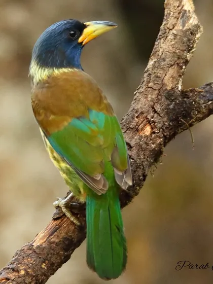 The Great Barbet is the largest of its kind, and its loud, hooting call echoes through the Himalayan forests. Though colorful, it's often shy, and getting a clear shot like this is a rewarding experience.