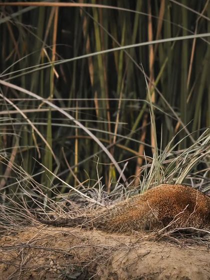 The juvenile mongoose begins to peek out from behind its mother, cautiously observing its surroundings.