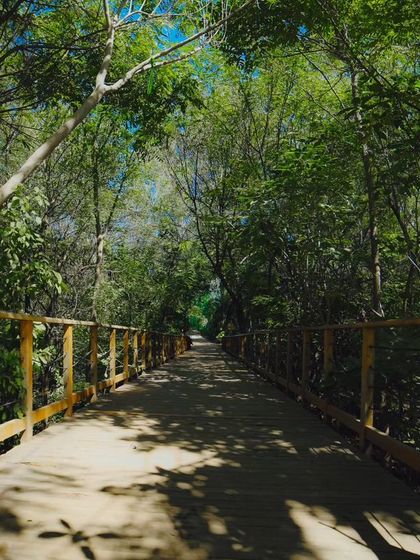 A walk across our wooden boardwalk, surrounded by a canopy of trees, makes you feel like you're deep in the forest.