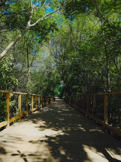 A walk across our wooden boardwalk, surrounded by a canopy of trees, makes you feel like you're deep in the forest.