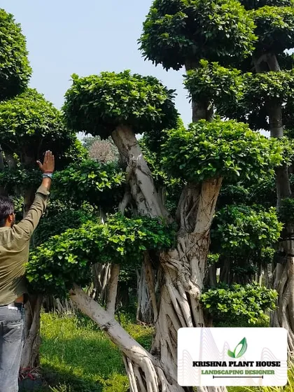 This is what a statement piece looks like. I source and supply massive, mature bonsai trees that become the centerpiece of any garden or large property, demonstrating my ability to procure unique, high-impact plants.