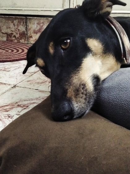 These additional photos showcase the variety of wonderful dogs I have the pleasure of caring for, each with their own unique charm and personality. From playful moments to quiet cuddles, every interaction is special.