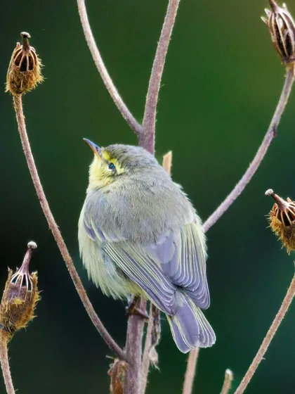 A Greenish Warbler, one of the more common but still difficult to identify warblers, seen here among dried flower heads.