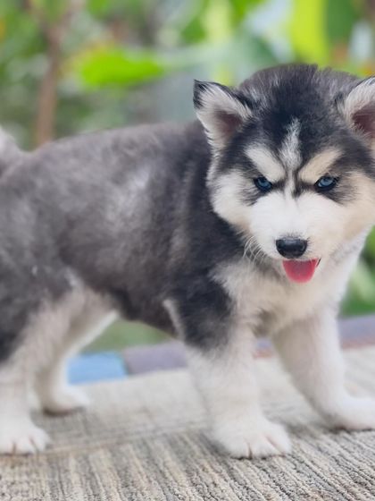 A playful stance from this blue-eyed woolly coat puppy. He's curious and energetic, all signs of a healthy and happy young dog.