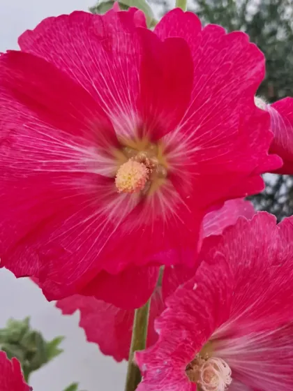 Bhardwaj - Urban Gardening Consultation A Riot of Colorful Flowers photo 163