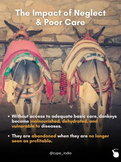 Cupa - Animal Cruelty Legal Aid & Advocacy Exposing Hidden Cruelty photo 13