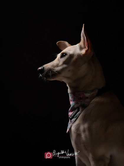 Pragalbh - Fine Art Pet Photography Studio Paw-traits photo 10