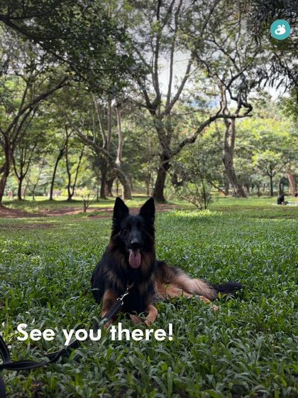 The Pack - Pet-Friendly Adventures & Meetups City Meetups & Doggie Picnics photo 12