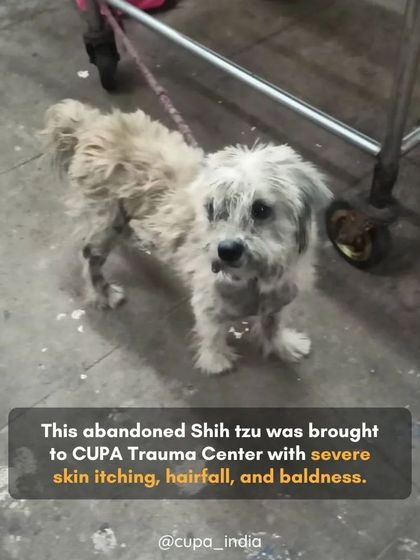 Cupa - Emergency Animal Rescue & Treatment Dog Rescue & Recovery Stories photo 36