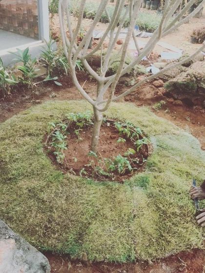 The final step in this small transformation is laying the turf. The process itself is a rewarding act of creation, turning a patch of bare earth into a small, finished landscape detail.