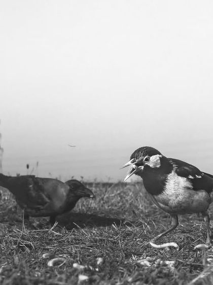 Pied starlings and crows eating packaged food fed by humans. This raises questions about the nutritional value and impact on natural behaviors like seed dispersal.