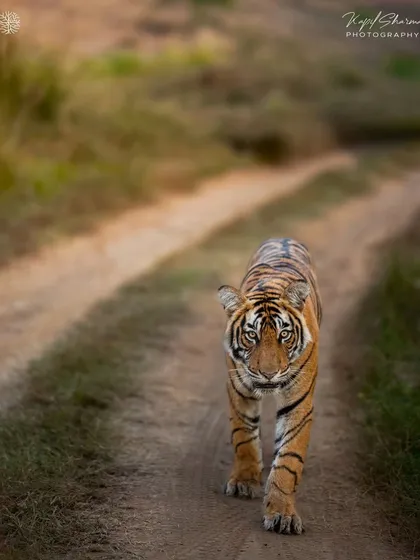 Riddhi's bold cub is blessed by the light at Bada Gate in Ranthambhore. The leading lines of the path guide the viewer's eye directly to the subject.