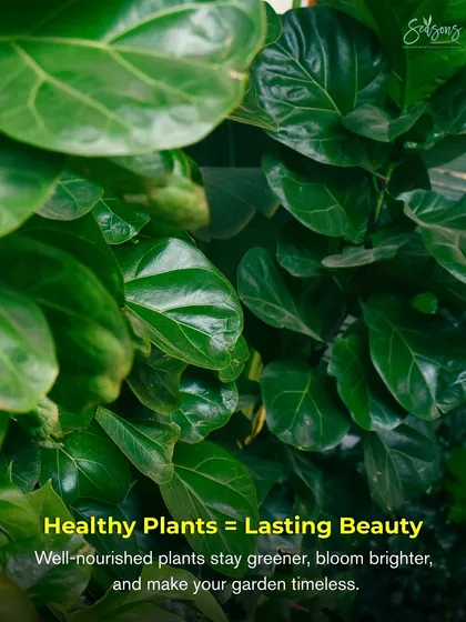 Healthy plants equal lasting beauty. Well-nourished plants stay greener, bloom brighter, and make your garden timeless. This is the core of my maintenance philosophy.