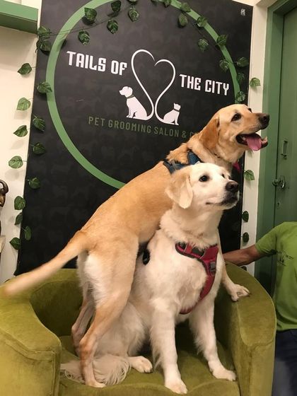 Tails of the City - Pet Spa & Creative Styling Our Happy Pack: Client Gallery photo 9