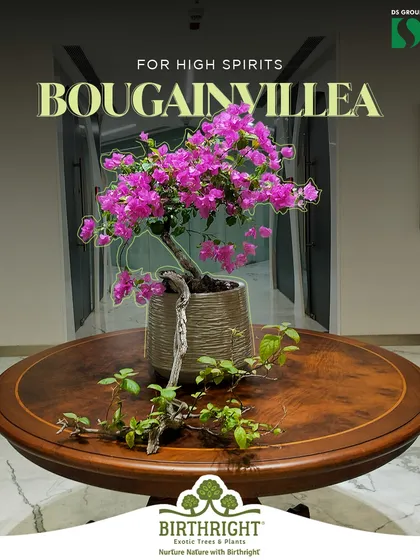 To keep spirits high in an office lobby or reception, a flowering Bougainvillea makes a bold statement. Its vibrant colors create a welcoming and energetic first impression.