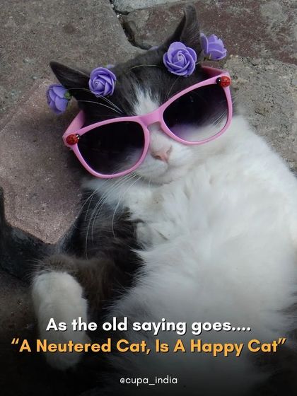 Cupa - Spay/Neuter & Animal Birth Control Our Cat Sterilization Program (TNR) photo 23