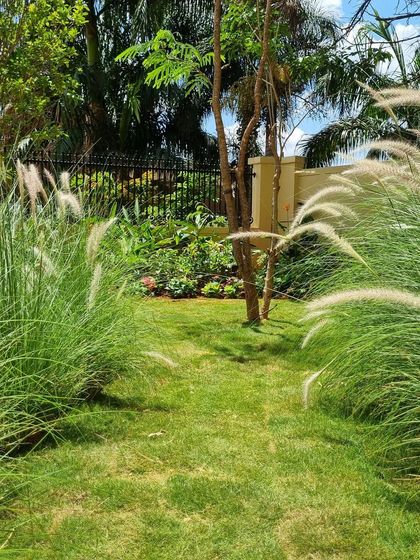 A path carved through tall fountain grass at the Legacy Cirocco site. This image captures the feeling of being enveloped by nature, a key experience we aim to design.