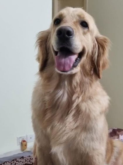 PL Paws - Dog Adoption Services Happy Tails: Our Adoptees in Their Forever Homes photo 135