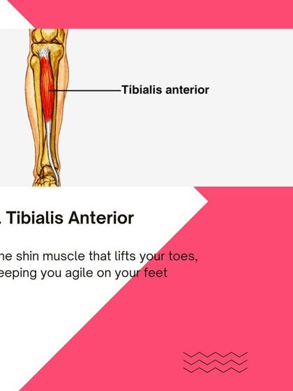 A closer look at the Tibialis Anterior muscle, vital for foot and ankle stability.