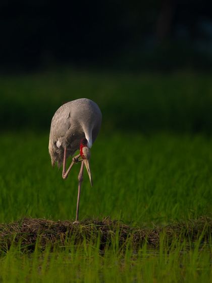 A Sarus Crane standing on one leg while preening, a classic bird posture. The wide shot shows the bird in its wetland habitat, surrounded by green paddy fields.