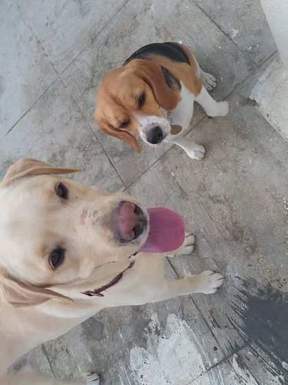 Preethi Pet Care - Pet Boarding Our Wonderful Guests photo 14