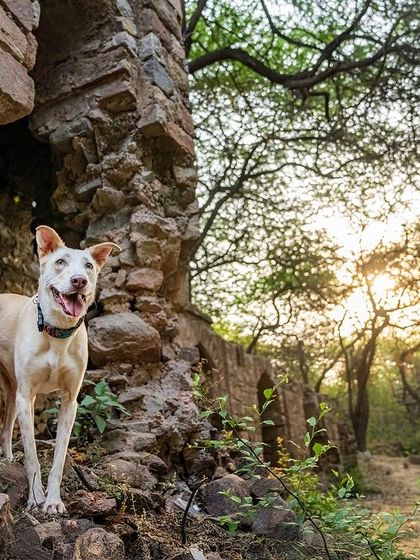 Pawparazzi By Prathima - Pet Milestone Photography Outdoor Adventures & Candid Play photo 15