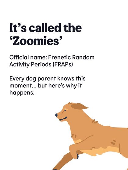 It's officially called Frenetic Random Activity Periods (FRAPs), but we all know it as the 'zoomies'. This graphic explains the term and why every dog parent recognizes this burst of energy.