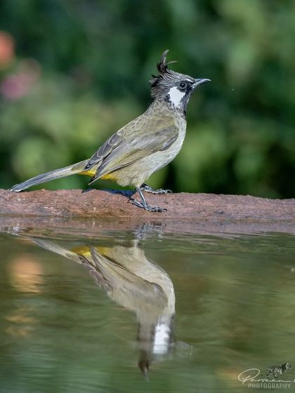 A Himalayan Bulbul with its reflection, at a bird bath in Sattal.