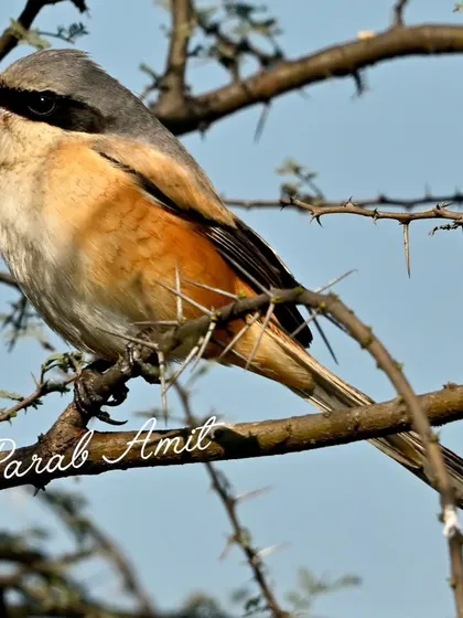 Known as the 'Butcher Bird', the Long-tailed Shrike is a small but fierce hunter. This one, perched on a thorny acacia in Haryana, uses these thorns to impale its prey, creating a larder. It's a fascinating, if grim, behavior we sometimes witness on field trips.