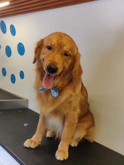 A classic head tilt from a happy Golden Retriever. He knows he looks good!
