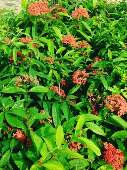 Look at this thick, green hedge of flowering plants. Through regular trimming and care, we help create natural privacy screens and beautiful backdrops for your garden.