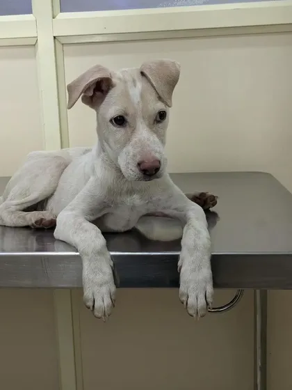 This is Butter, a 3.5-month-old male Indie pup with a pink nose and beautiful eyes, resting on a vet table. He is friendly and vaccinated.